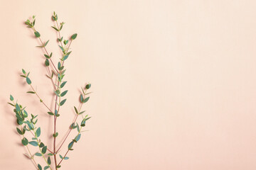 A branch of eucalyptus on a beige background. Ecophone. Flat layout, top view, place to copy