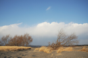 晴れた日の、枯れた木と草と砂利の閑散とした大地