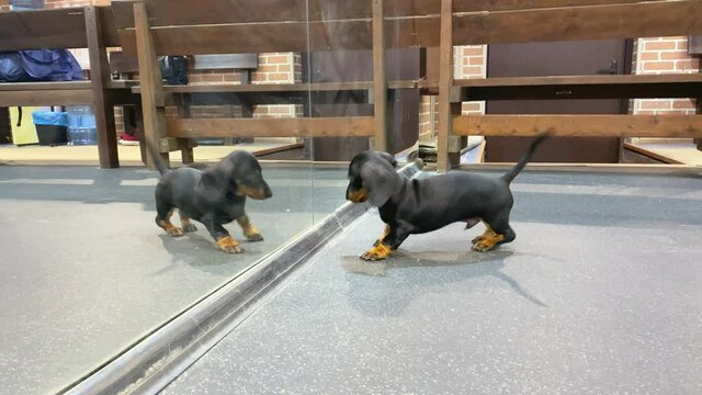 Funny dachshund puppy sees his reflection in mirror and thinks it is another dog, so he jokingly attacks the reflection, plays with it, tries to sniff and touch it with paw, jumping around merrily.