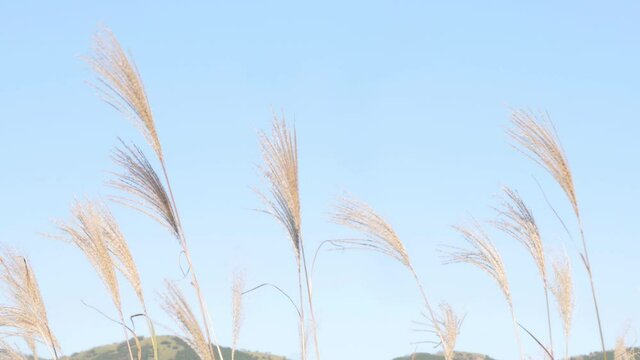 Susuki Chinese silver grass field in Hakone, Japan, autumn