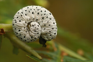 Closeup on the black white caterpillar of the figwort sawfly, Tenthredo scophulariae