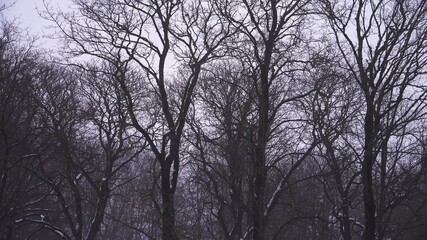 Bare tree trunks and naked branches on a gray cloudy sky background. White and black contrast of nature in wintertime. Parks and outdoors wooded environment in the winter season with a bit of snow.