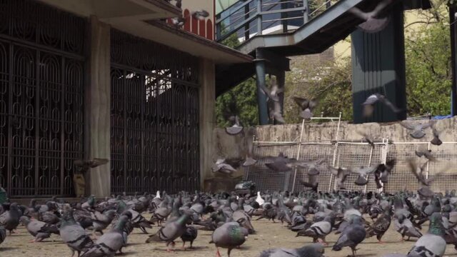 Pigeon feeding eating grains  in goregaon west maharashtra india. kabutar khana
