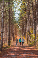 Fototapeta premium Three female tourists walking along the pathway between the walls of yellow orange red and green trees on Humber Valley Heritage Trail near Kleinburg, Ontario, Canada on sunny autumn day
