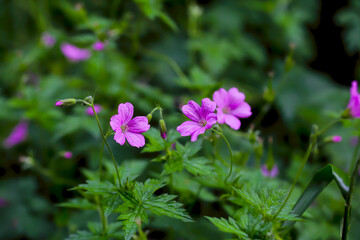 Flowers of a Bloody Cranesbill or Crane's bill or Storksbill - Geranium - in summer, Bavaria, Germany, Europe