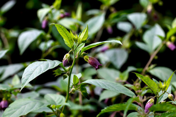 Obraz premium Flowers of belladonna - Atropa belladonna - by the wayside in summer, Bavaria, Germany, Europa
