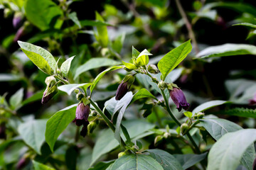 Obraz premium Flowers of belladonna - Atropa belladonna - by the wayside in summer, Bavaria, Germany, Europa