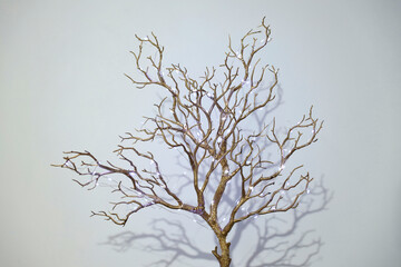 Christmas Tree Branch