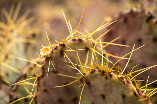 Close Up Of Yellow Needles On Pricklypear