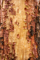 Close Up of Peeling Bark on Tree