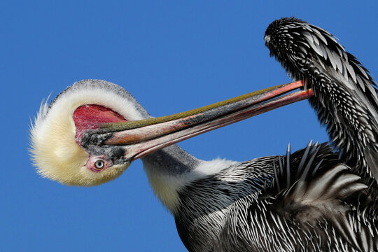 Brown pelican preening (grooming its feathers), Southern California