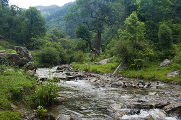Clean and pure water stream coming from snow melting on mountain in rural area of himachal pradesh, India