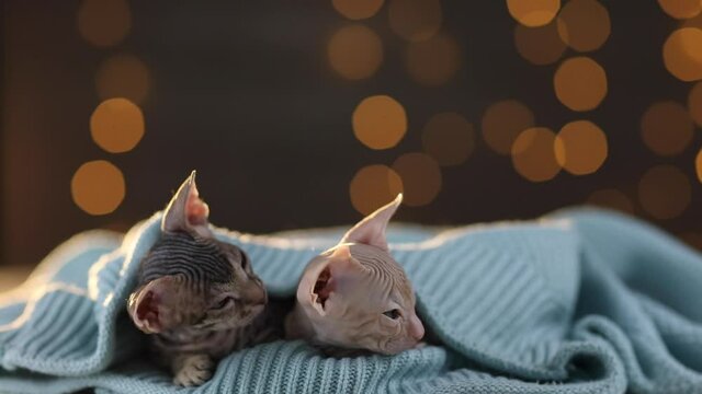 Two bald kittens of the Sphinx breed sit under a knitted blue blanket