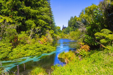 Landscape Scenery of Clean and Clear Water Stream at Hamurana Rotorua, New Zealand