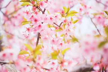 Fototapeta premium 初春の光を浴びる河津桜 