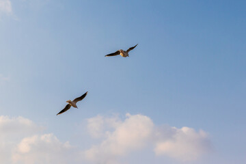 青空を飛ぶ二羽のカモメ