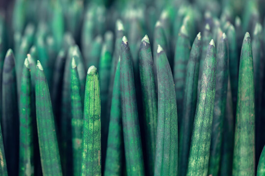 Background of Sansevieria Stuckyi tree or Sansevieria Cylindrica Bojer tree