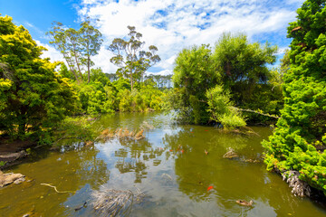 Fototapeta na wymiar Lakeside Scenery at Western Springs Park, Auckland New Zealand