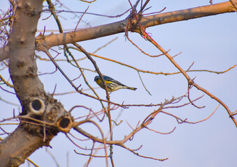 Bird in a tree at the park on February 10, 2021, in Yucaipa, California. 