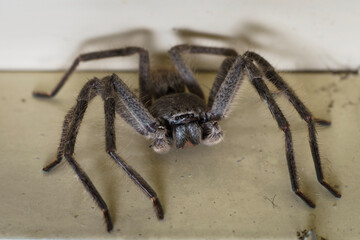 Australian Hunstman close up on bedroom wall