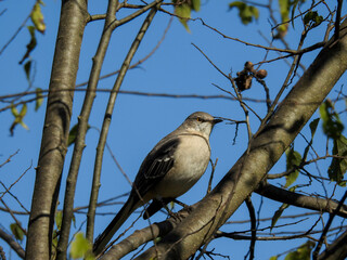 Northern Mockingbird in a tree in Knoxville, Tennessee