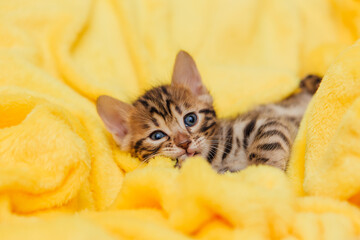 Little bengal kitten on the yellow blanket