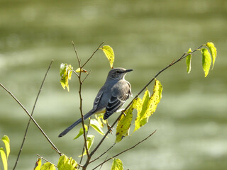 Northern mockingbird in Knoxville, Tennessee