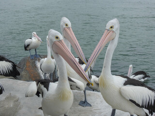 Three pelicans in Australia