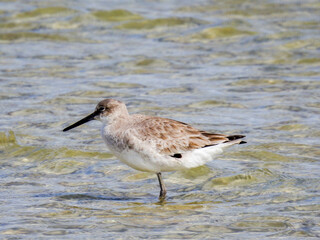 Obraz premium Willet with nonbreeding colors in Florida