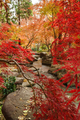 秋・小川の流れる公園の紅葉する風景