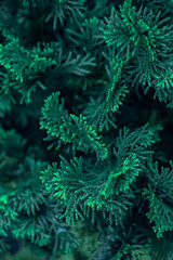 Beautiful leaves background in the winter season