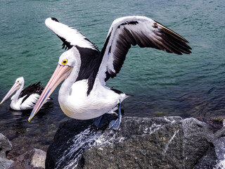 Pelican comes in for a landing in Australia