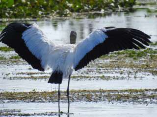 Wood stork spreads its wings in the Florida wetlands