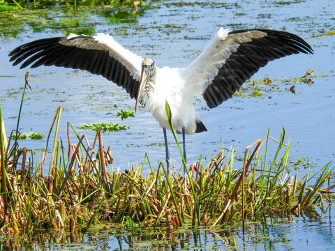 Wood stork spreads its wings in the Florida wetlands