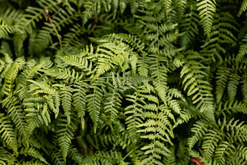 Green fern in a rainy forest. Daylight. Nature