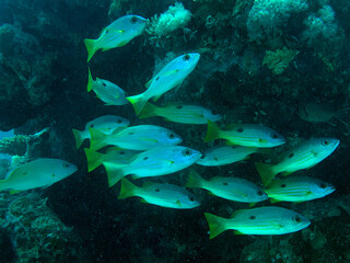 Fototapeta na wymiar reef fishes