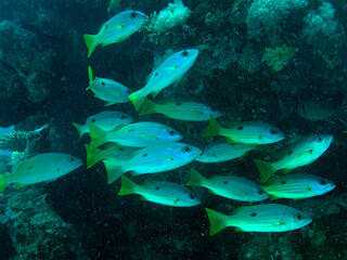 reef fishes