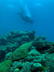 coral reef and scuba diver