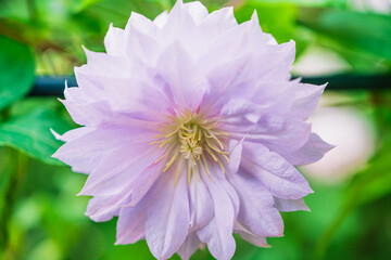 2021,05,06つくば牡丹園の芍薬