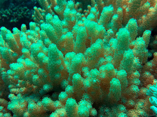 Soft coral