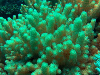 Soft coral