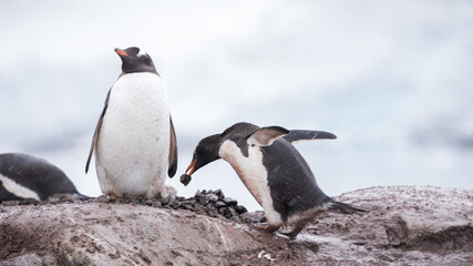 Closeup of Gentoo penguins on rocks in Antarctica with a blurry background - Powered by Adobe