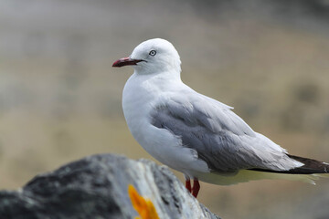 Seagull Bird at Whangeteau Beach and Park