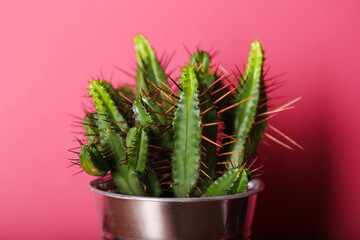 Pot with green cactus on color background, closeup