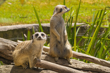 Fototapeta premium Standing Meerkat