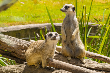 Fototapeta premium Standing Meerkat