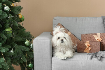 Adorable funny dog with gifts on sofa at home on Christmas eve