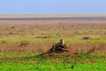 Cheetah (Acinonyx jubatus) on termite mound in savanna in Serengeti National park, Tanzania