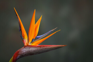 Obraz premium Bird of paradise flower 03