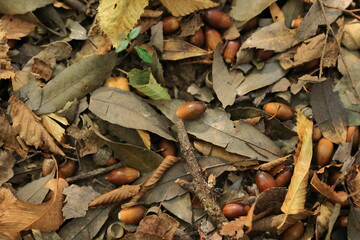 秋の風景、どんぐりと落ち葉の地面